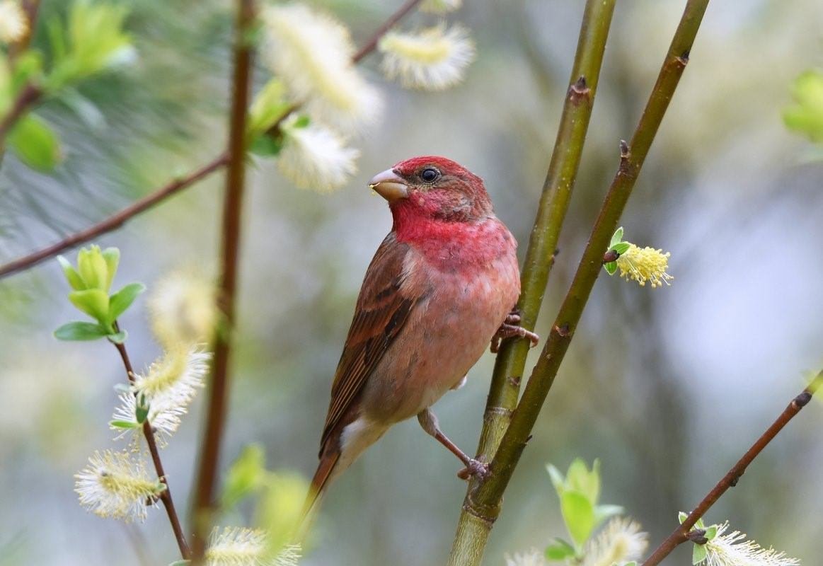 Красный Воробей чечевица