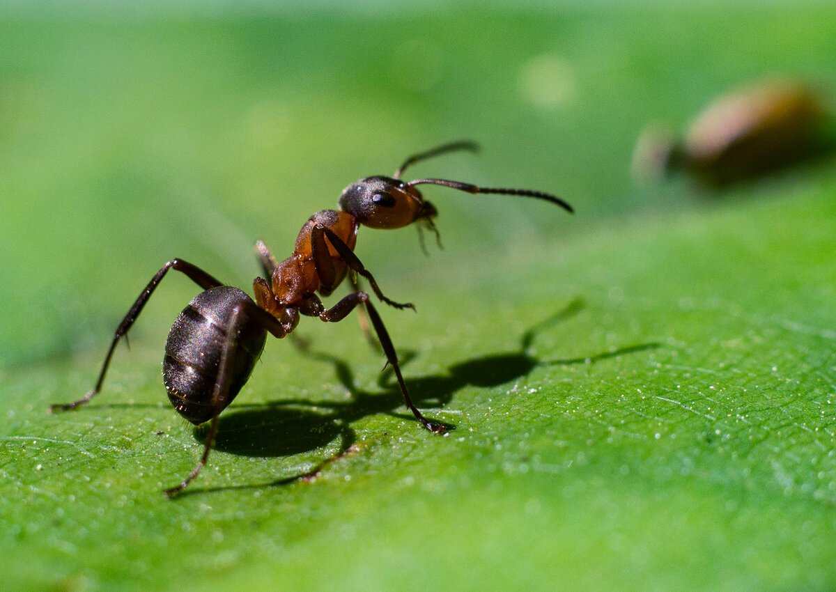 Формика Руфа Муравейник