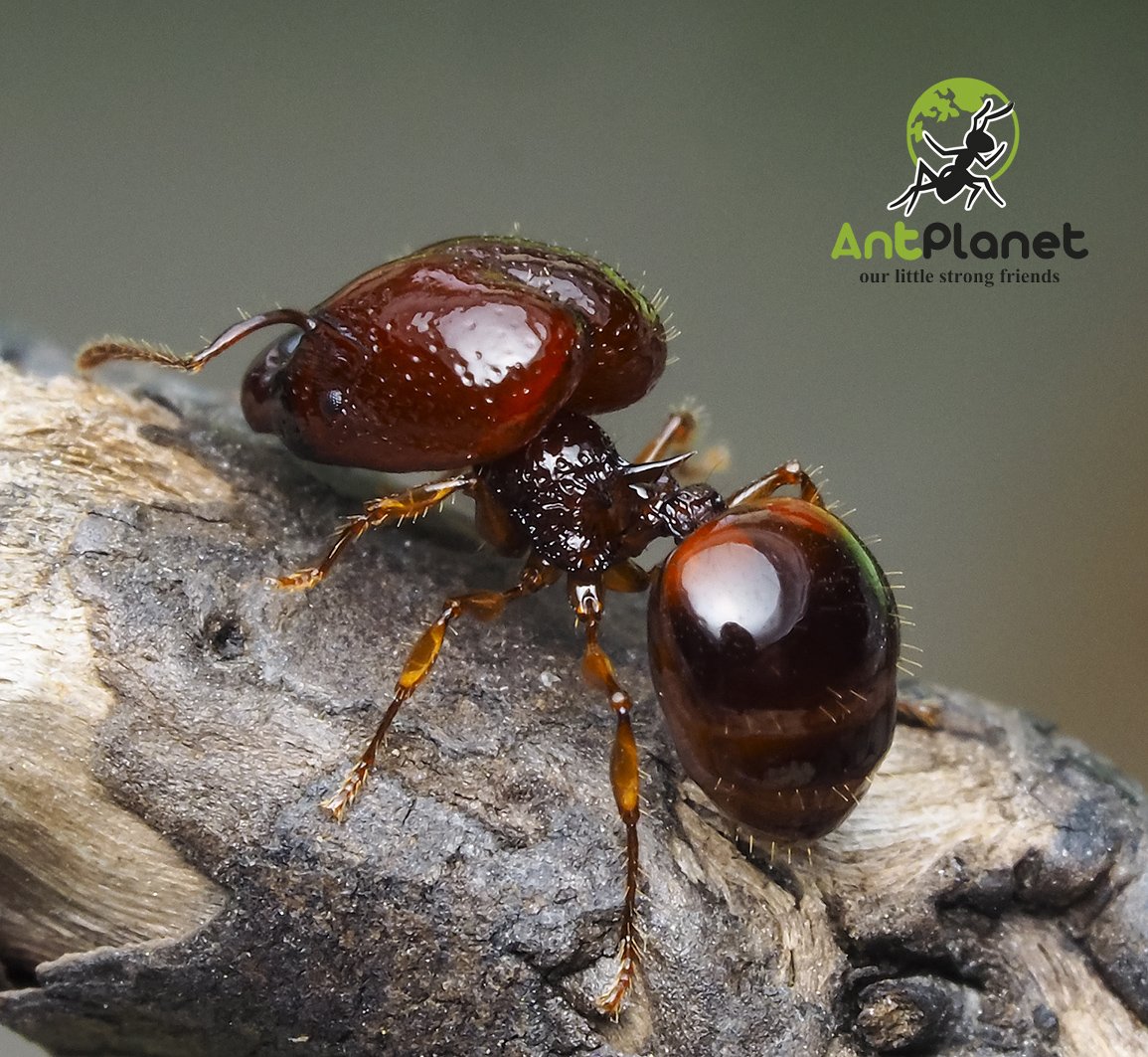 Acanthomyrmex glabfemoralis