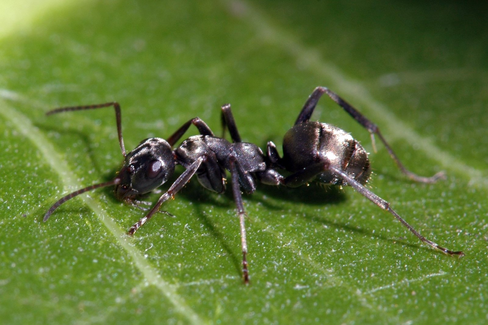 Черный муравей. Большие чёрные муравьи в огороде. Большие черные муравьи на даче. Муравей с шипами. Большой черный муравей в огороде.