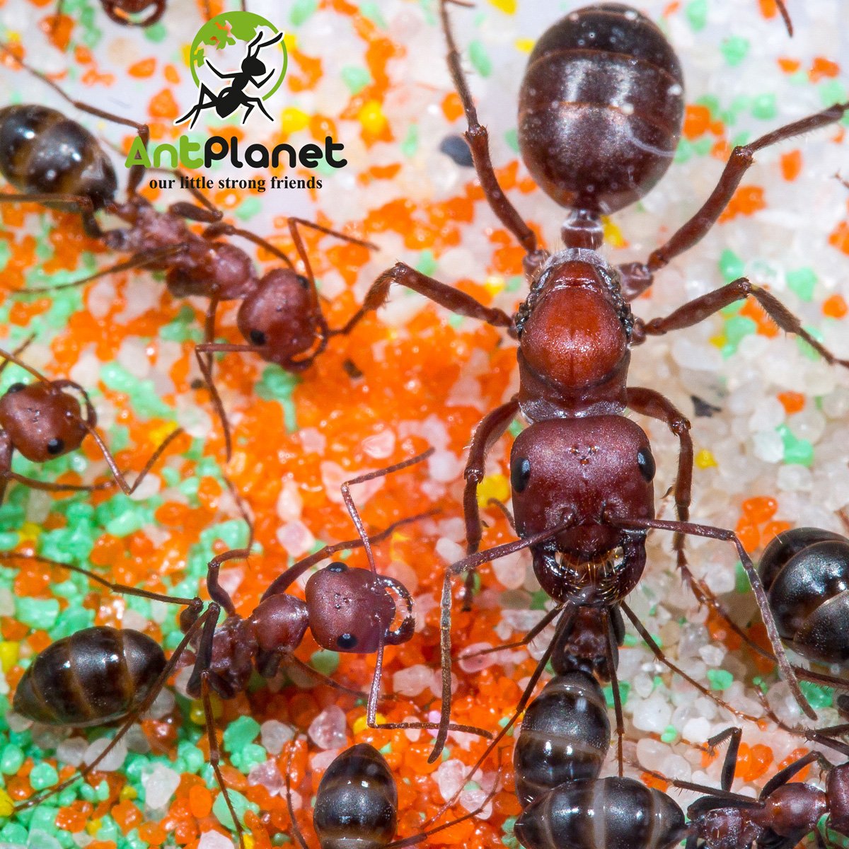 Муравей Cataglyphis Nodus