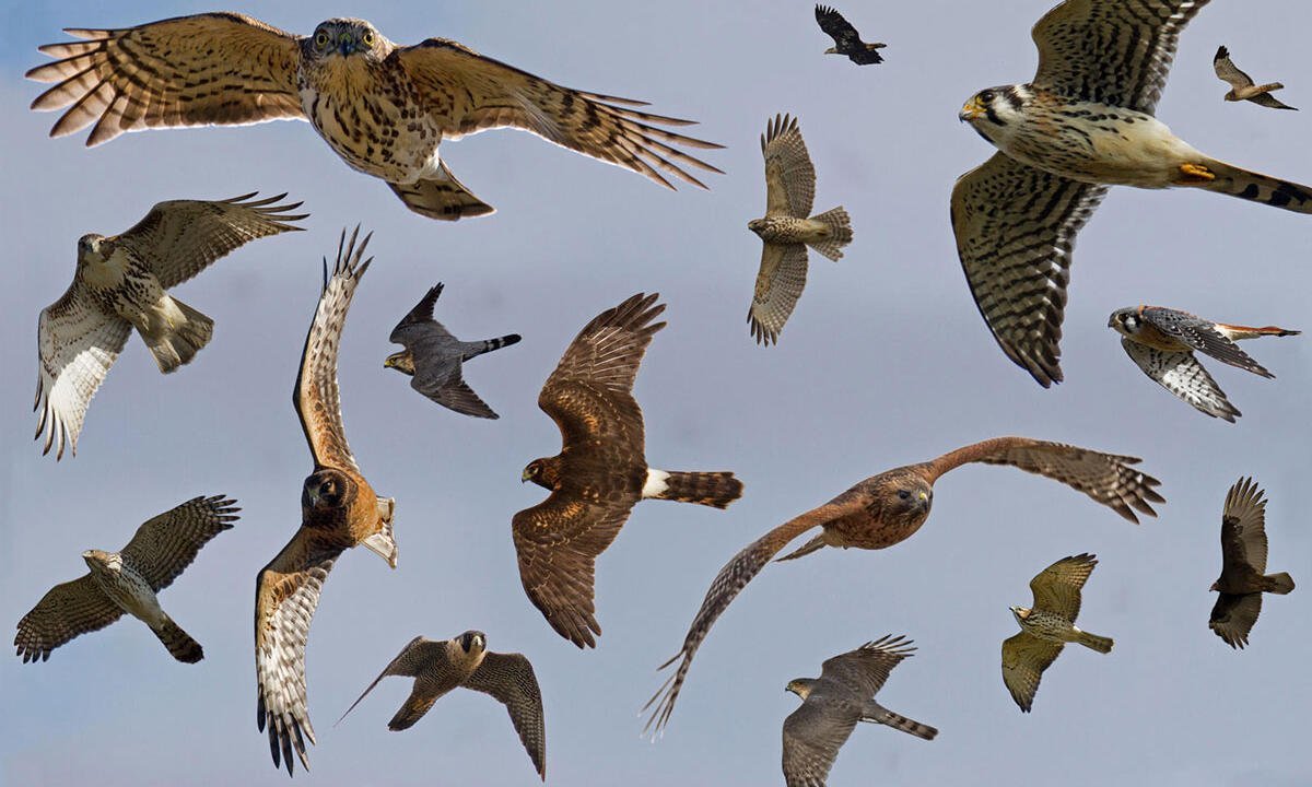 Силуэты хищных птиц Подмосковья