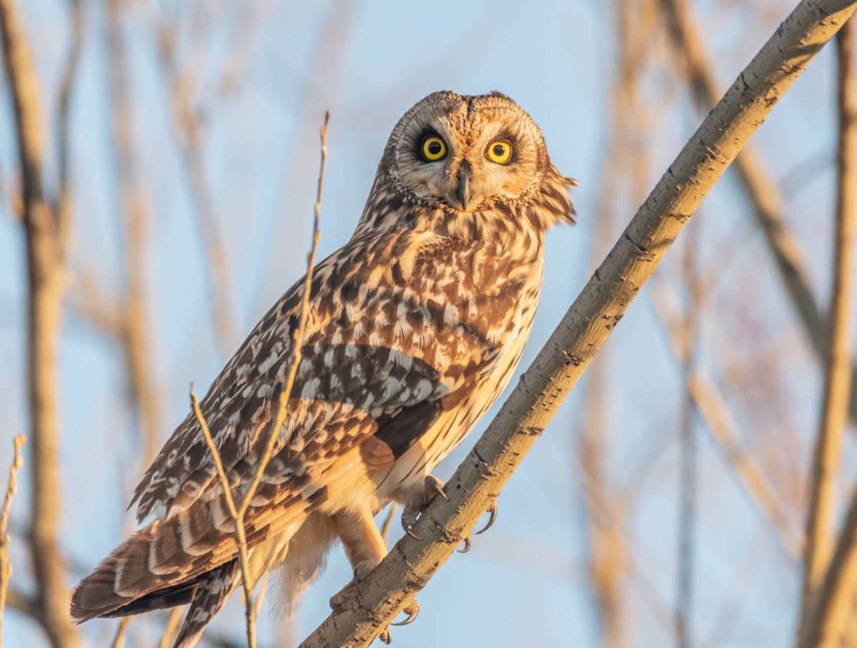 Болотная Сова