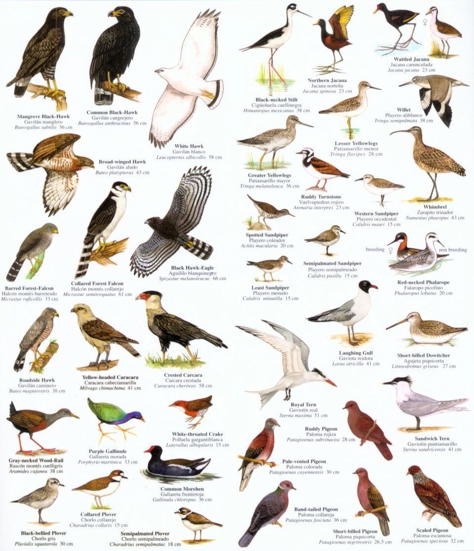 Хищные птицы Подмосковья определитель