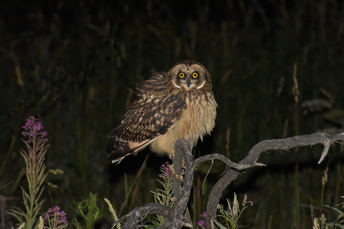 Болотная Сова (ASIO flammeus)