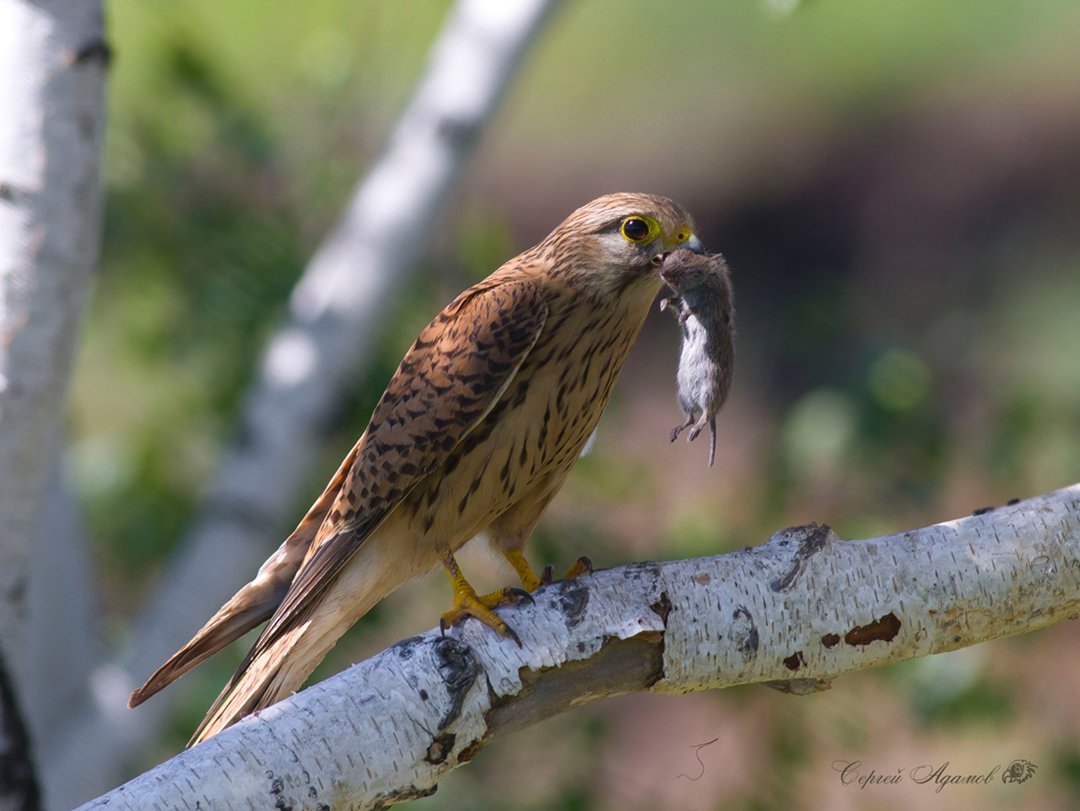 Ястреб пустельга Сокол пустельга