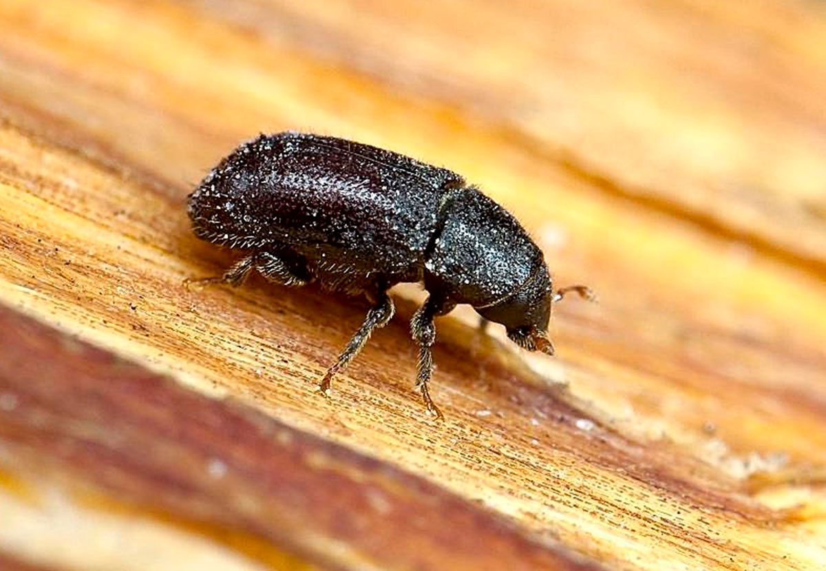 Жук короед заболонник