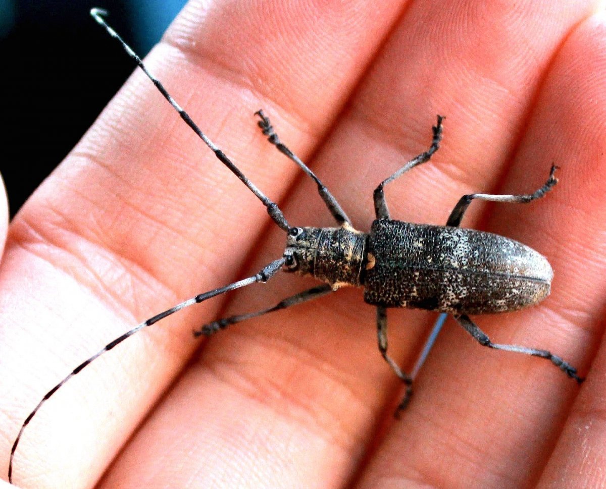 Жук усач Monochamus