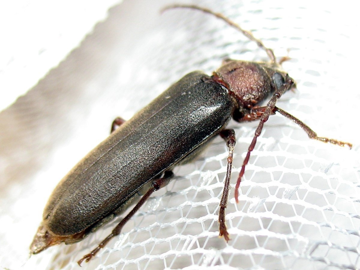 Жук мукоед суринамский