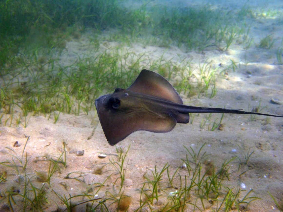 Черноморский Скат хвостокол