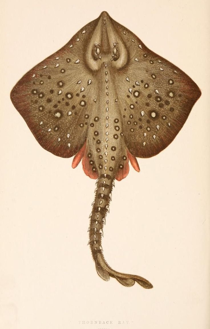 Скат лисица