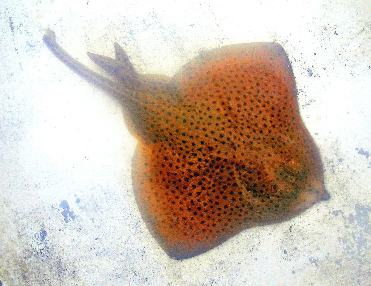 Скат морская лисица