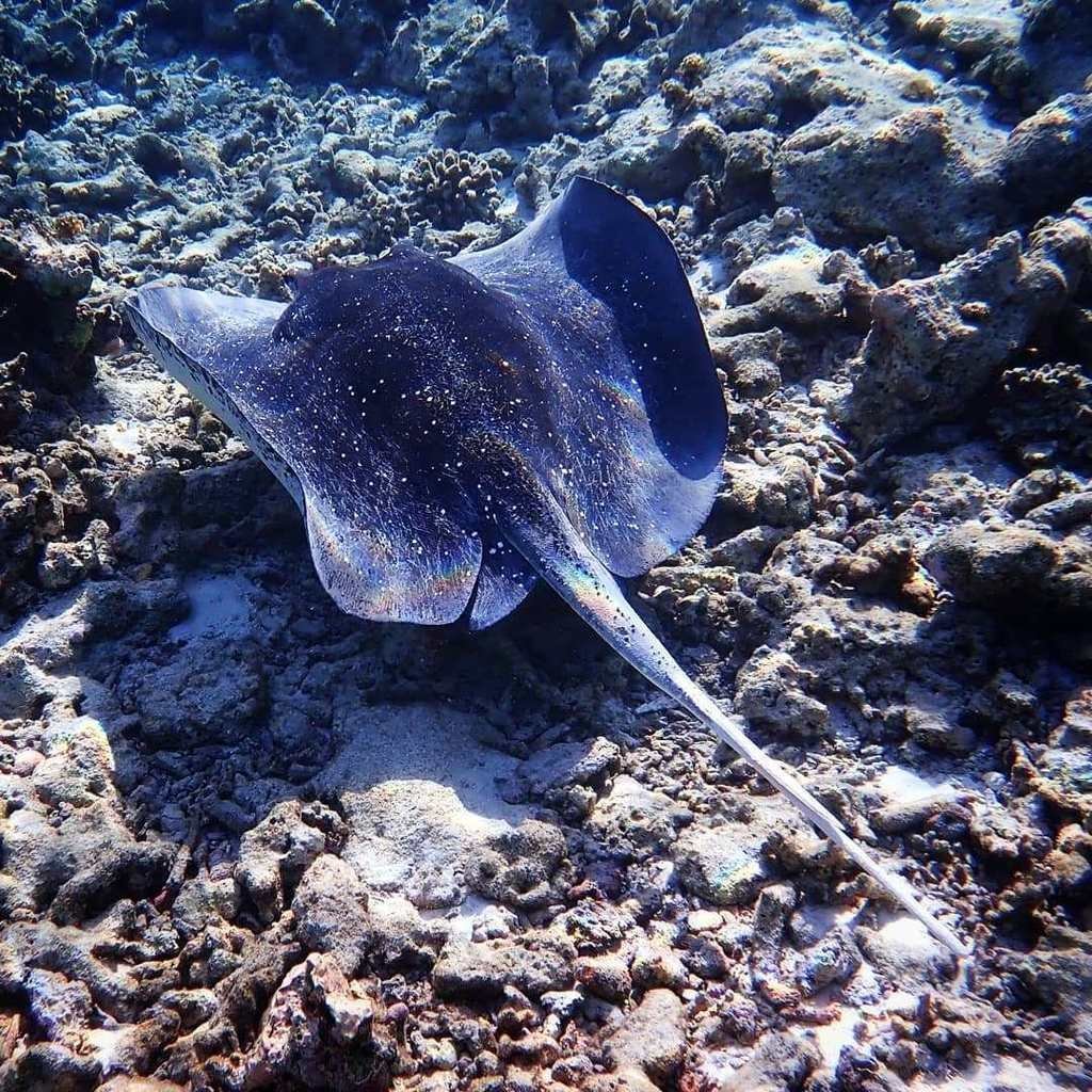 Скат Тэниура-Лимма