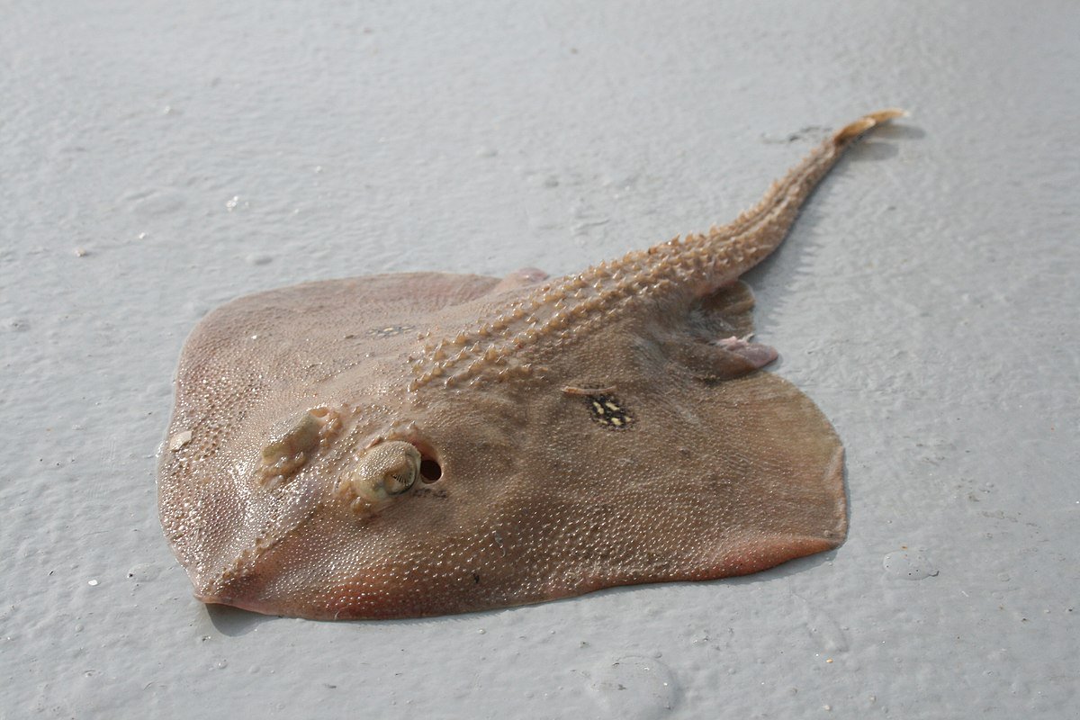 Скат морская лисица в черном море