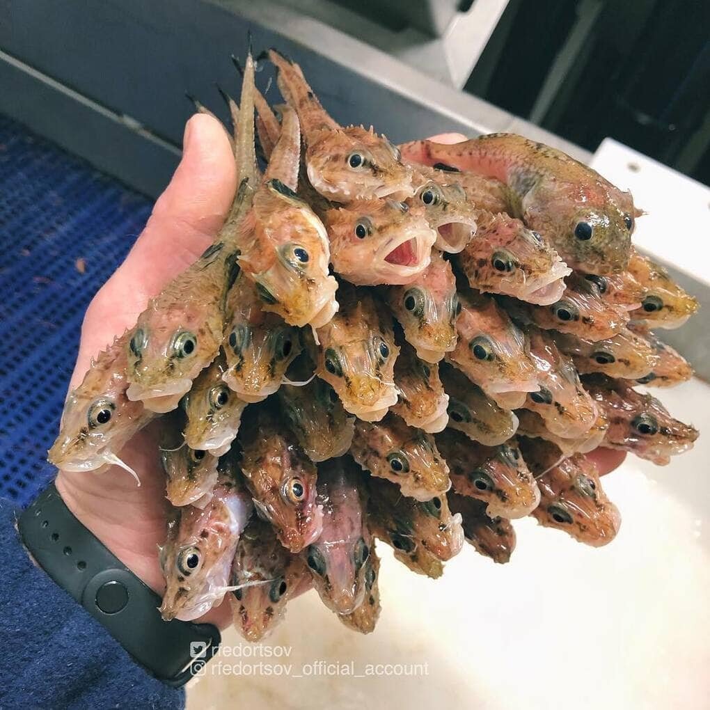 Рыба Лисичка морская Мурманская