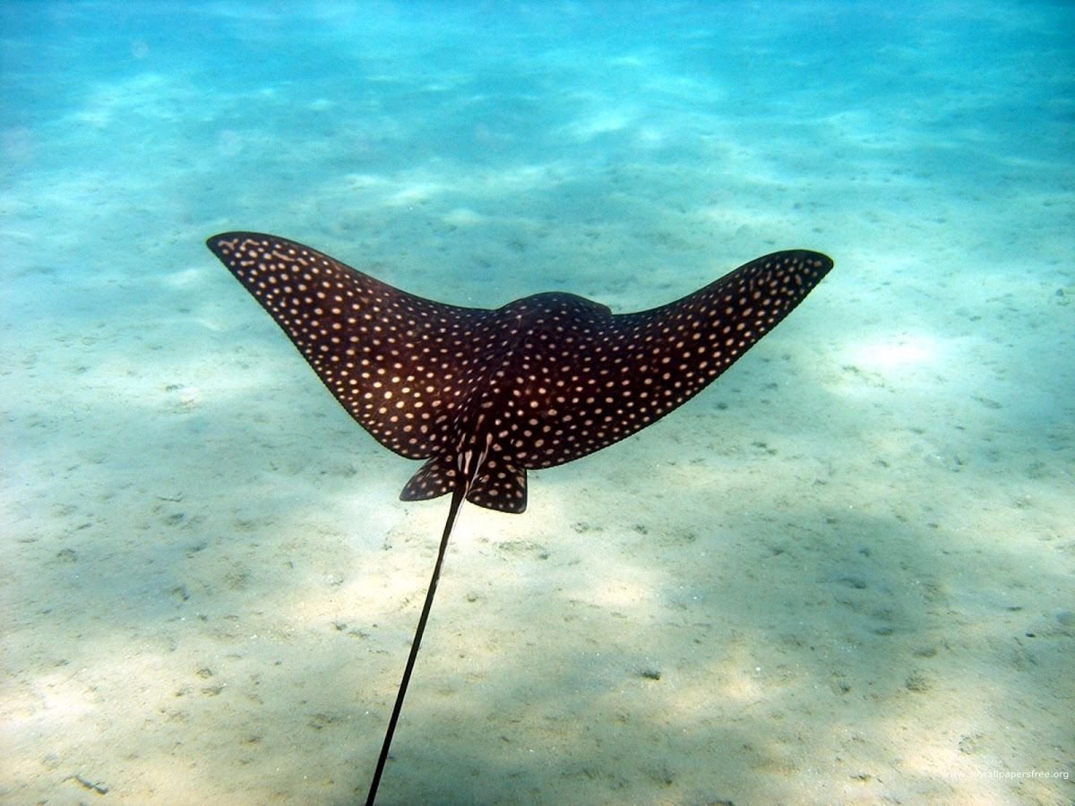 Скат орляк рыба