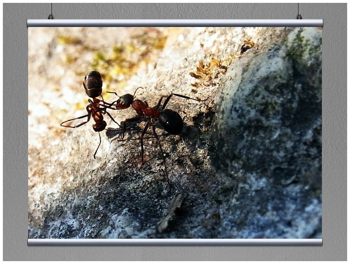 Лесной муравей тип развития. Красный Лесной муравей. Северный Лесной муравей. Мормышка levsha (300044, Лесной муравей (Formica Rufa)).