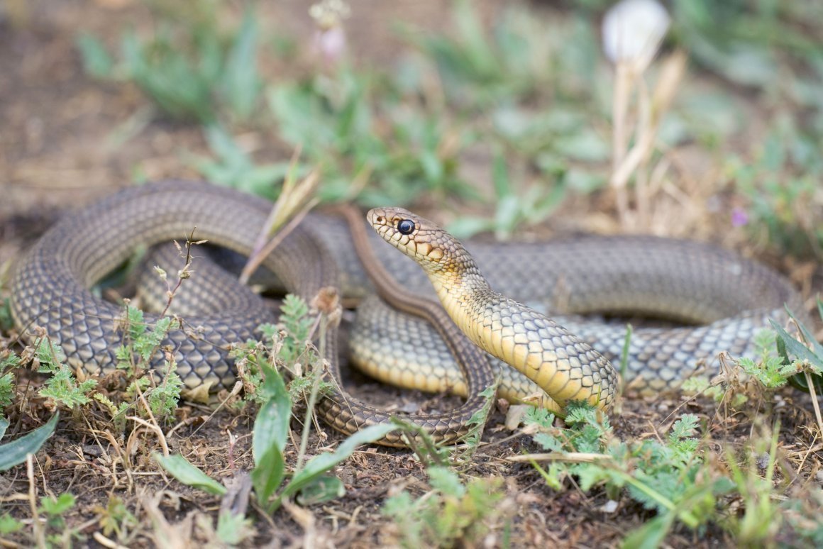 Полоз змея желтобрюхий
