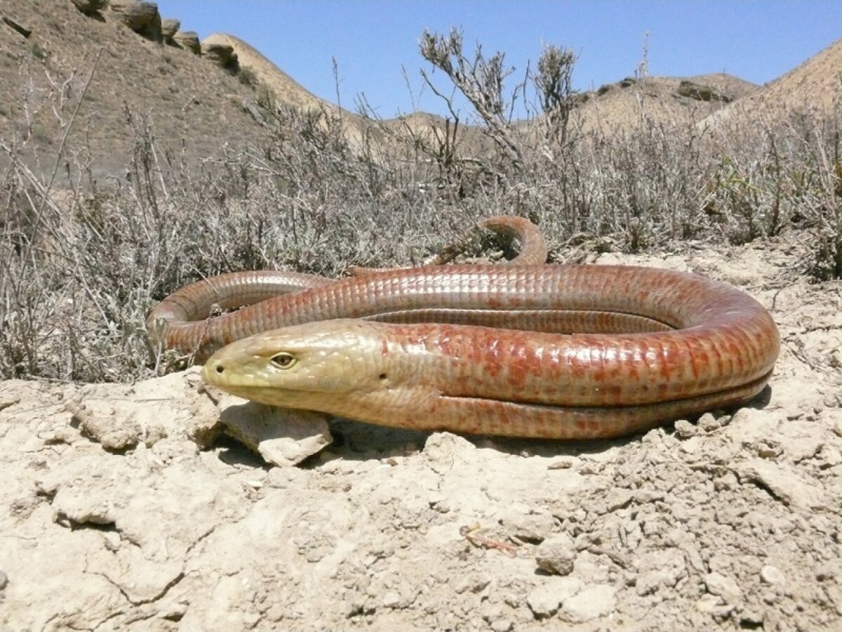 Желтопузик ящерица