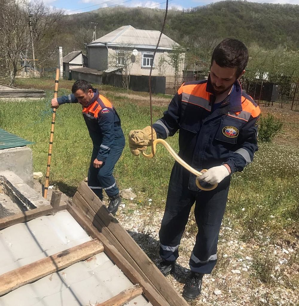 Служба отлова змей