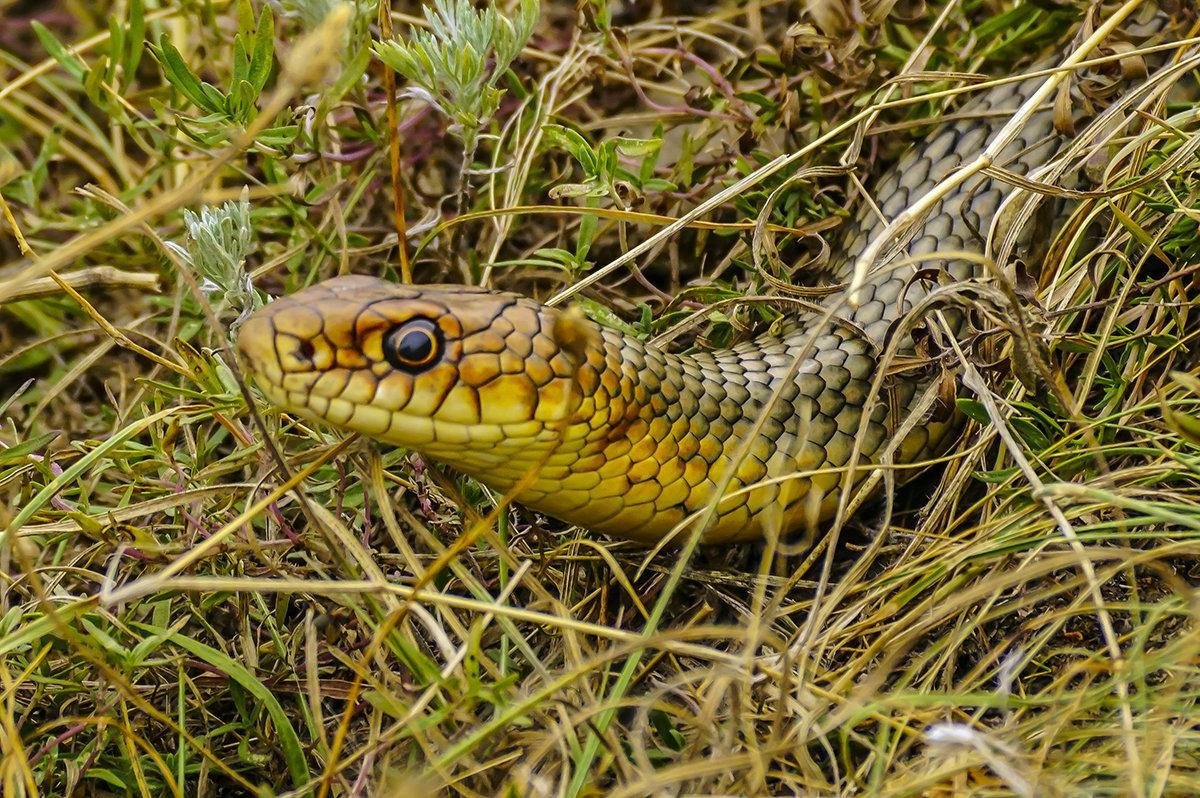 Желтобрюхий Каспийский полоз