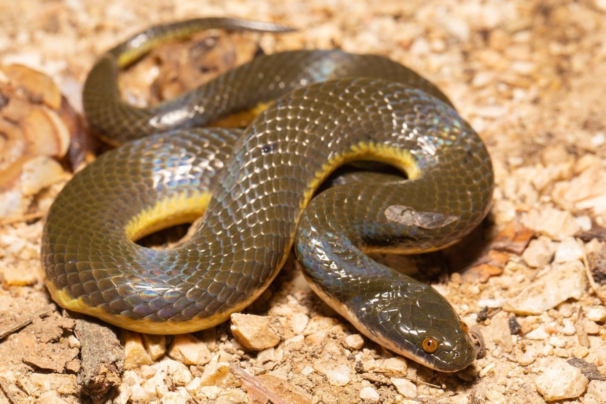 Полоз змея желтобрюхий