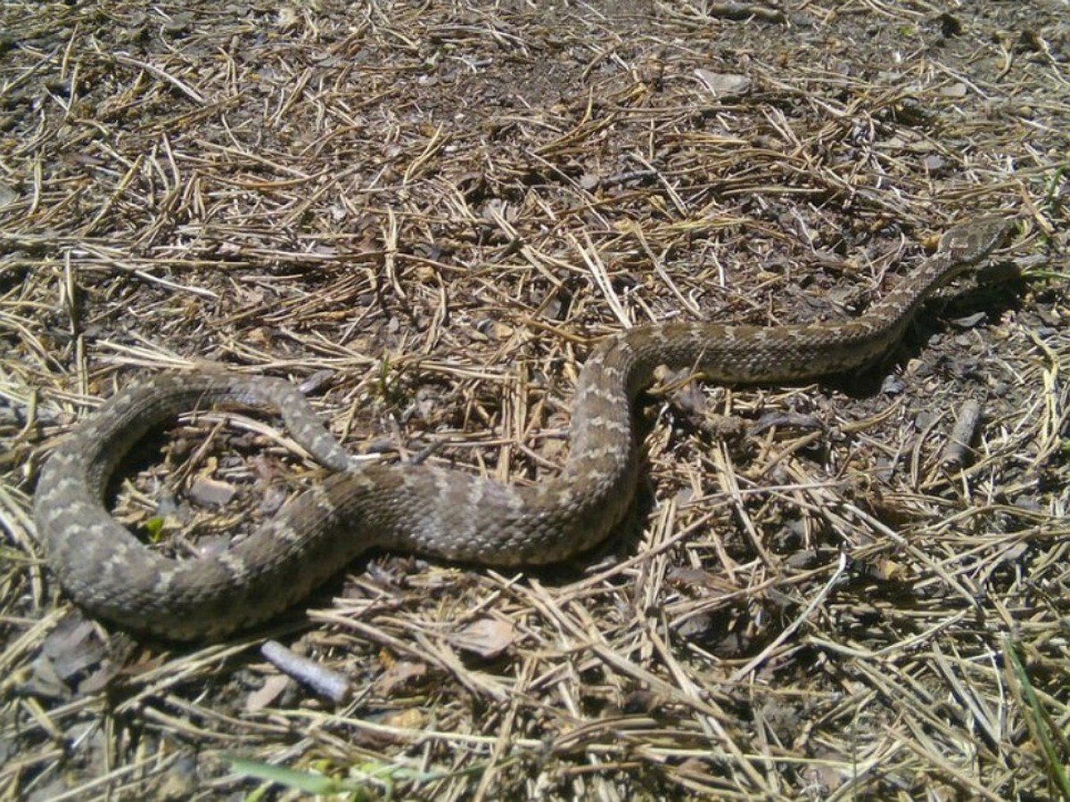 Амурский щитомордник змея