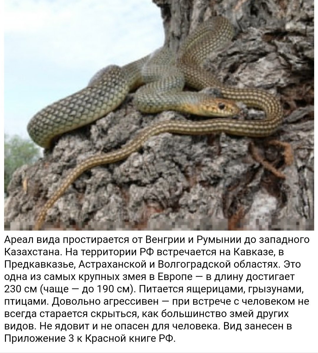 Желтобрюхий полоз (Dolichophis caspius)