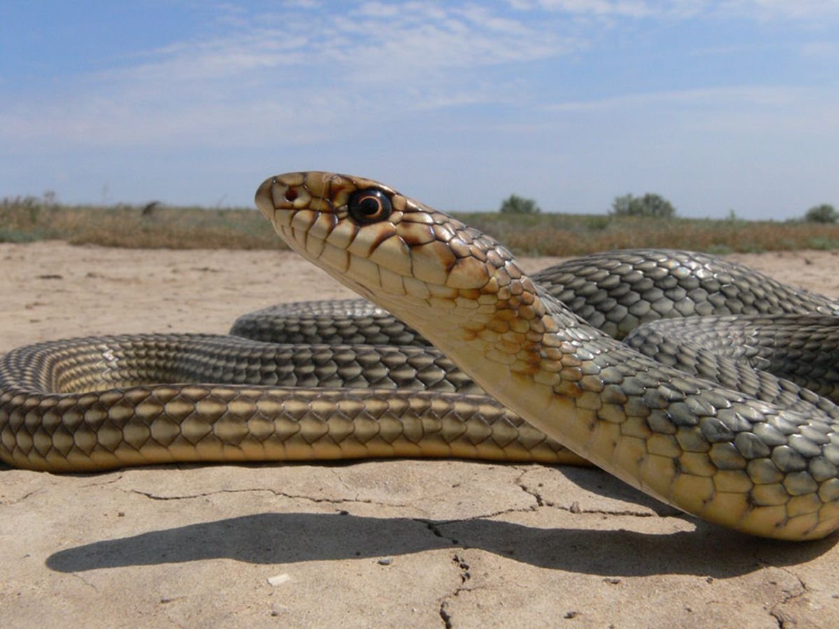 Желтобрюхий полоз Каспийский полоз