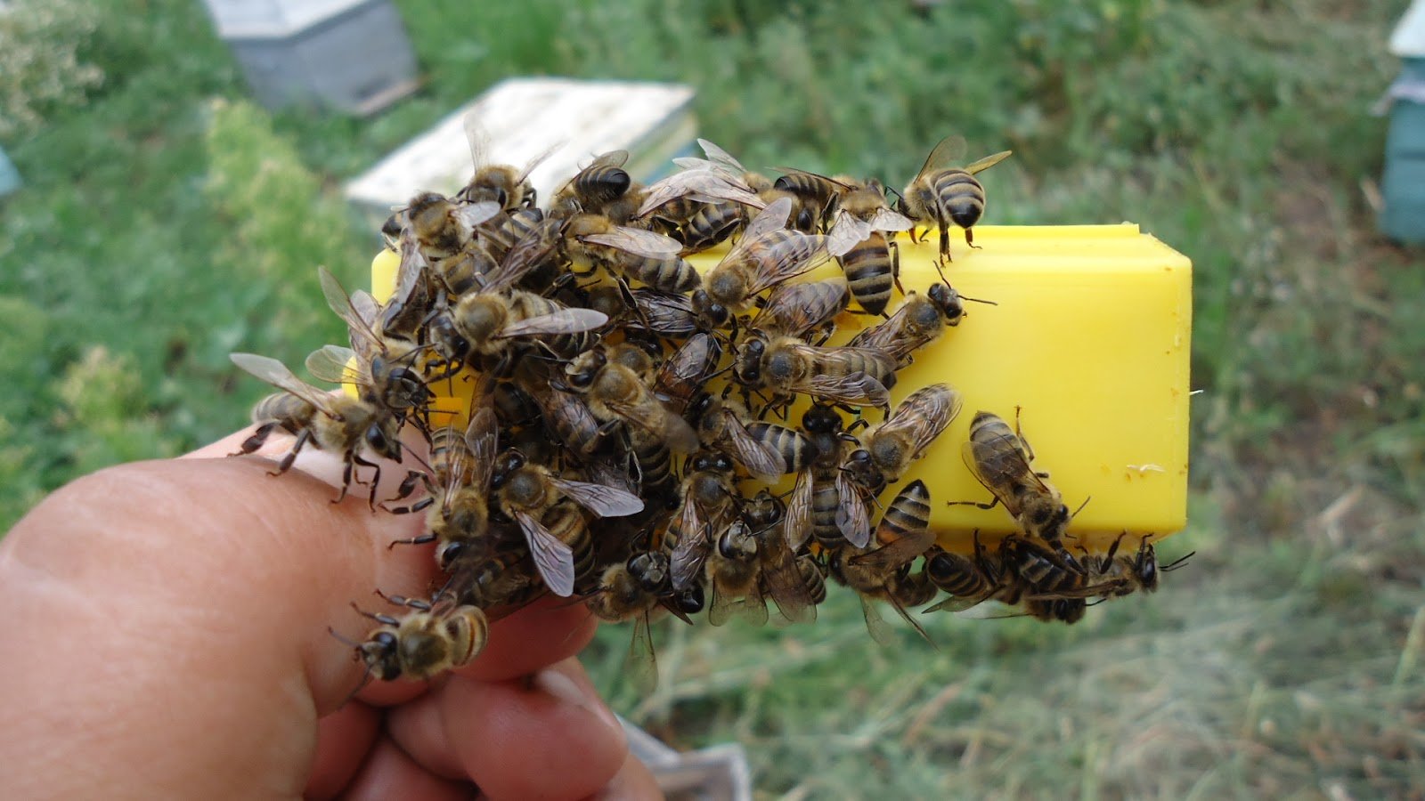 Погода в пчела. Среднерусская медоносная пчела. Пчеломатка среднерусской породы. Среднерусская порода пчел. Среднерусская Лесная темная пчела.