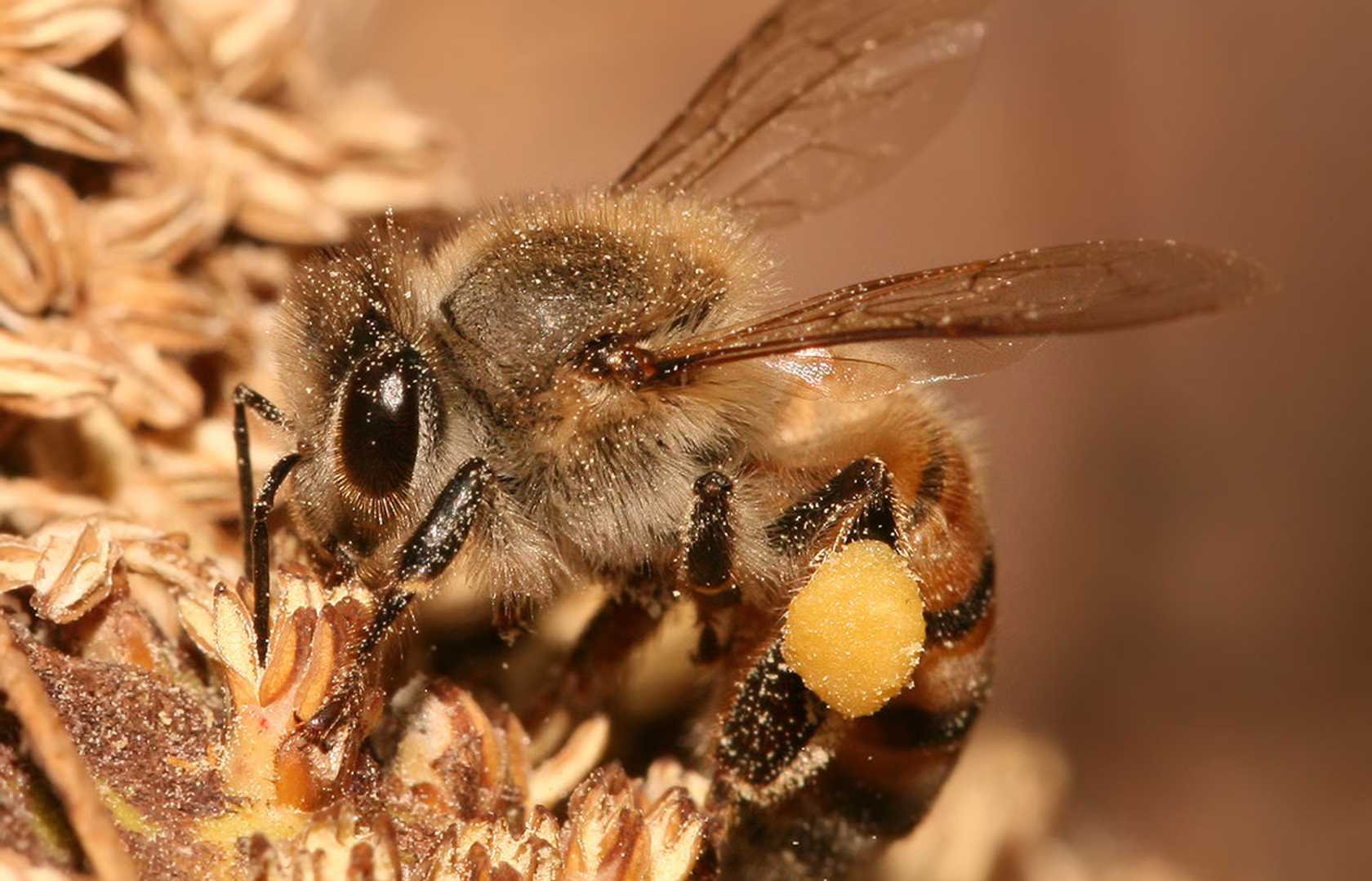 Среднерусская порода пчел. Среднерусская медоносная пчела. Карпатская порода пчел. Бурзянская пчела.