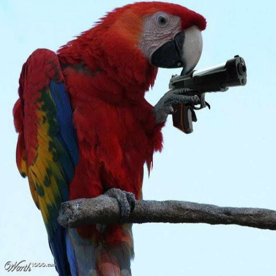 Боевой попугай
