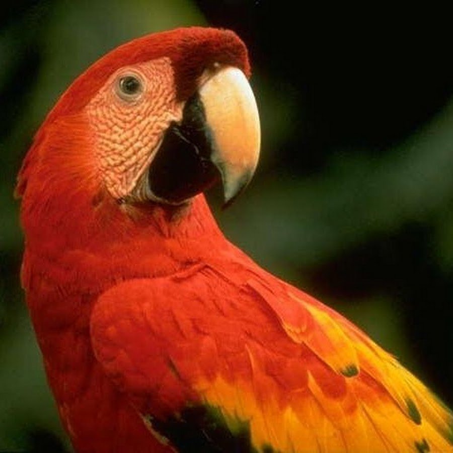 Попугай ара красный