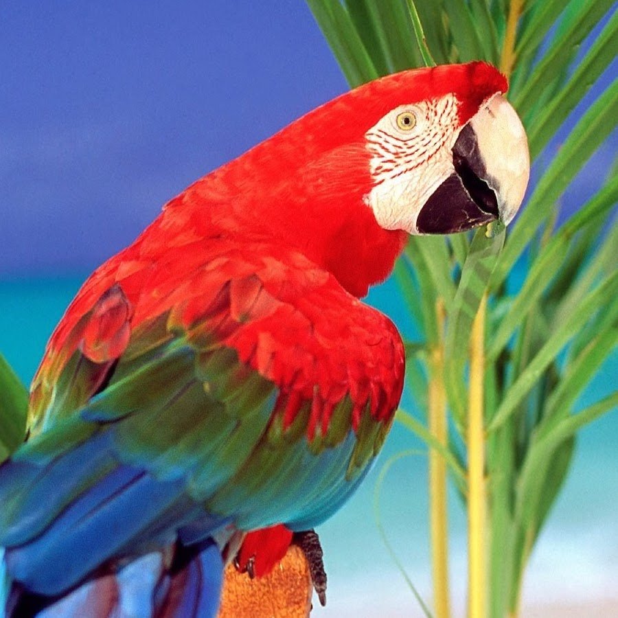 Золотой попугай