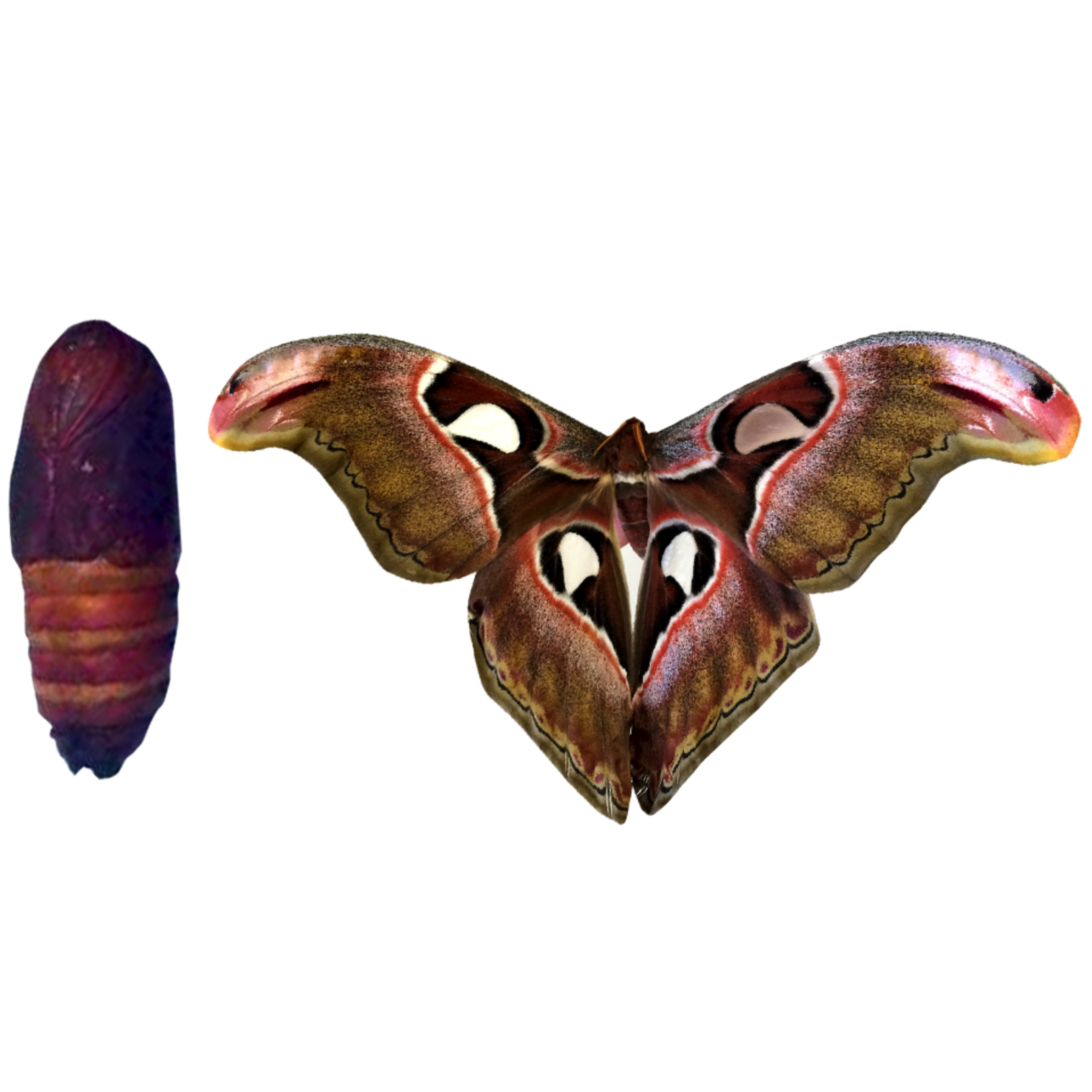 Бабочки в москве где. Attacus Atlas кокон. Куколки бабочки Attacus Atlas. Аттакус атлас бабочка. Куколка бабочки Павлиноглазка атлас.