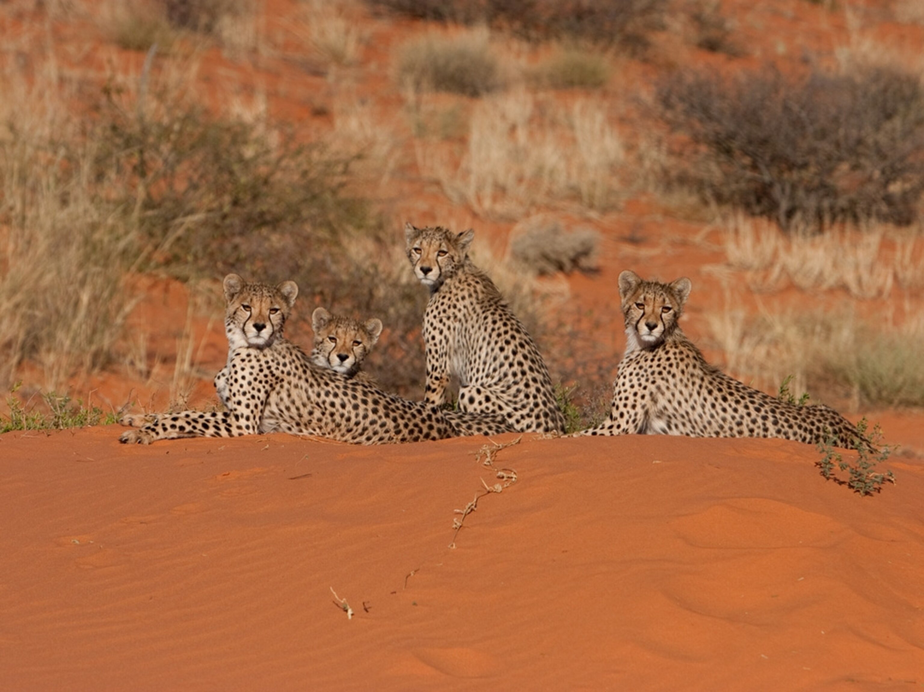 Оазис животные. Пустыня Кохари животный мир. Пустыня Калахари животный мир. Сахарский гепард. Африка пустыня Калахари.