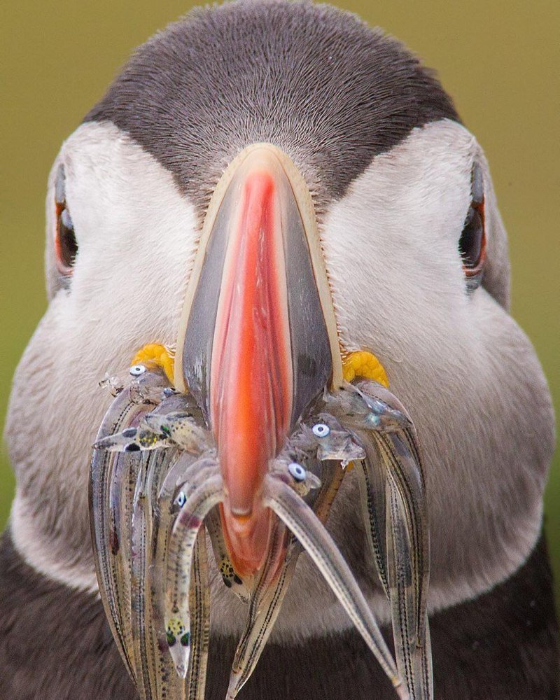Самые необычные птицы планеты