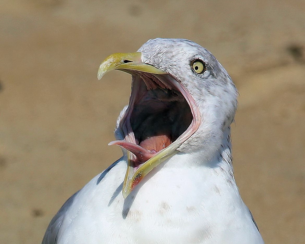 Птица кричит