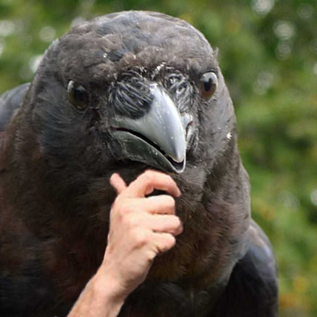 Смешной ворон