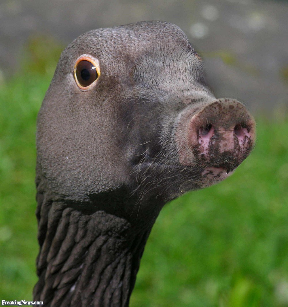 Страшная утка