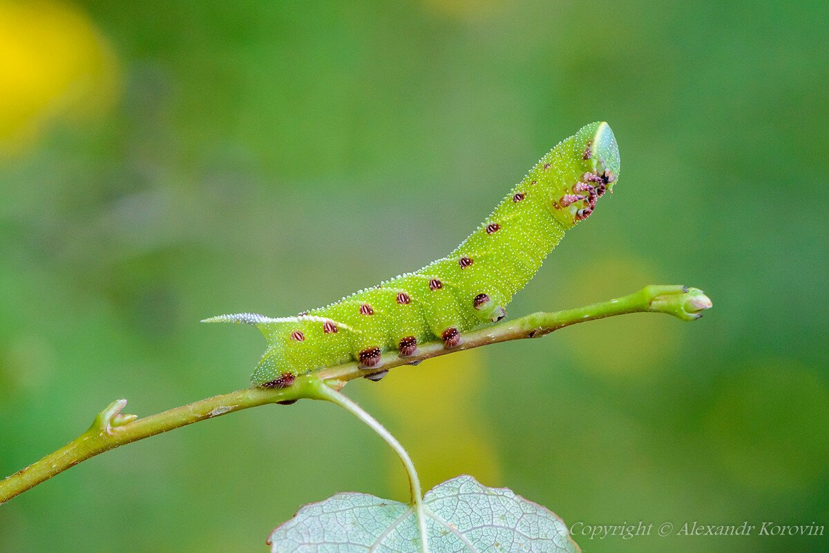 Гусеницы с одним хвостиком