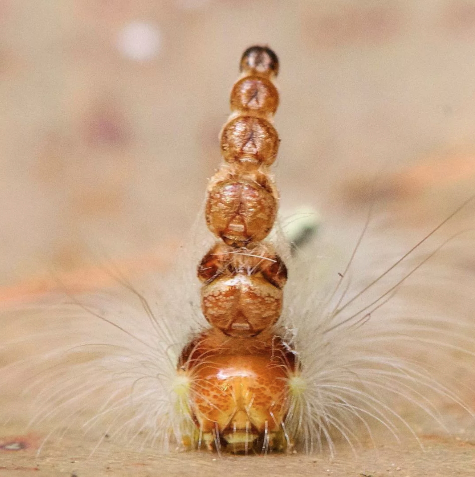 Мотылек Uraba lugens