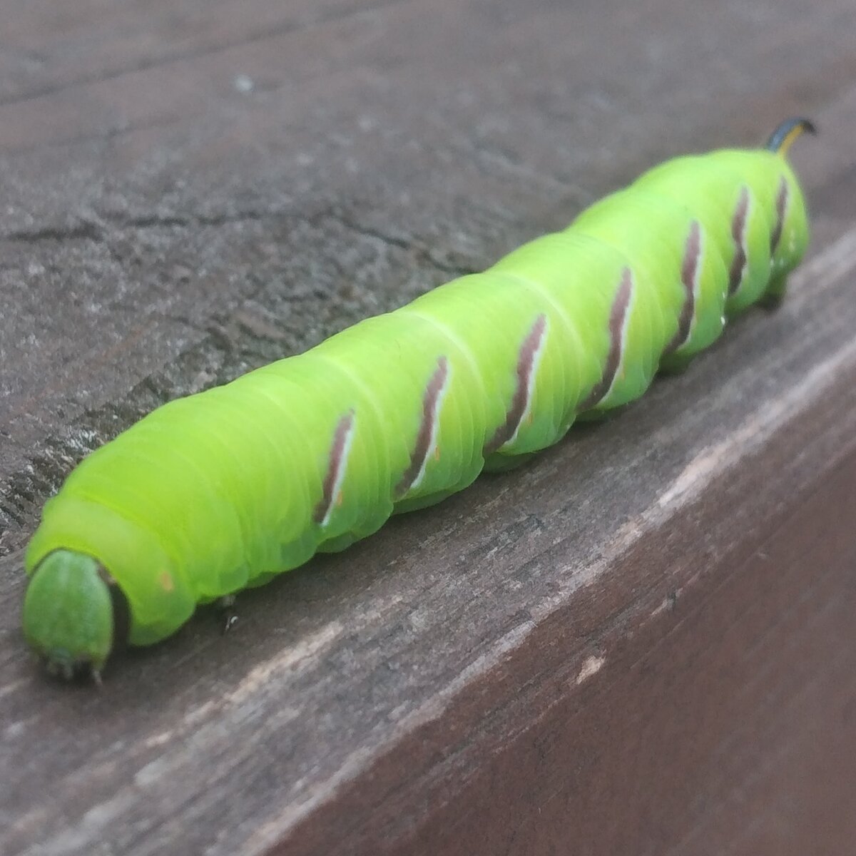 Sphinx ligustri гусеница