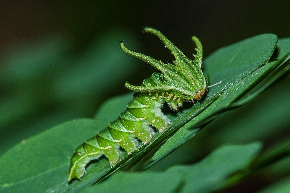 Гусеница императорской хвостатой бабочки Polyura Sempronius.