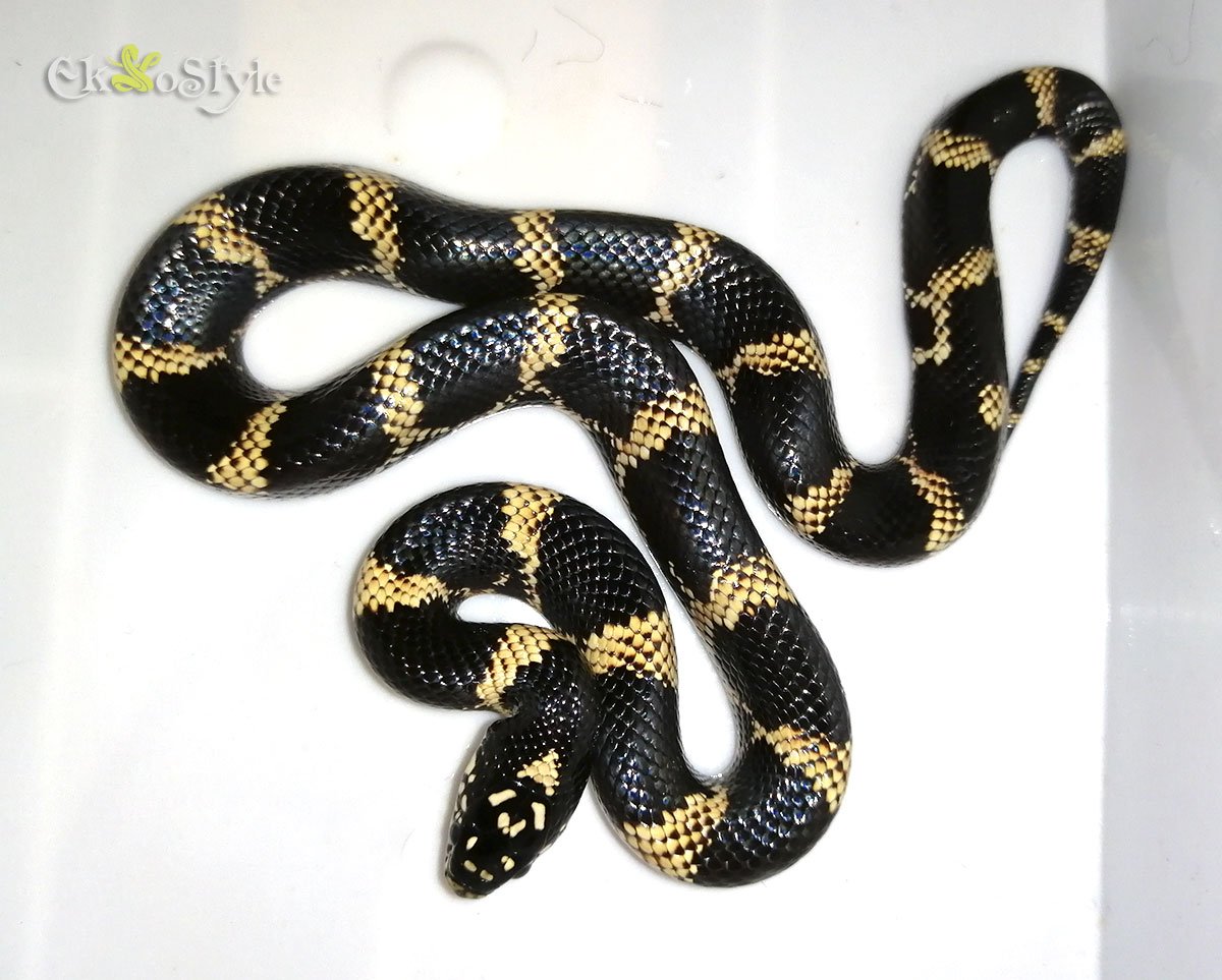 Lampropeltis californiae