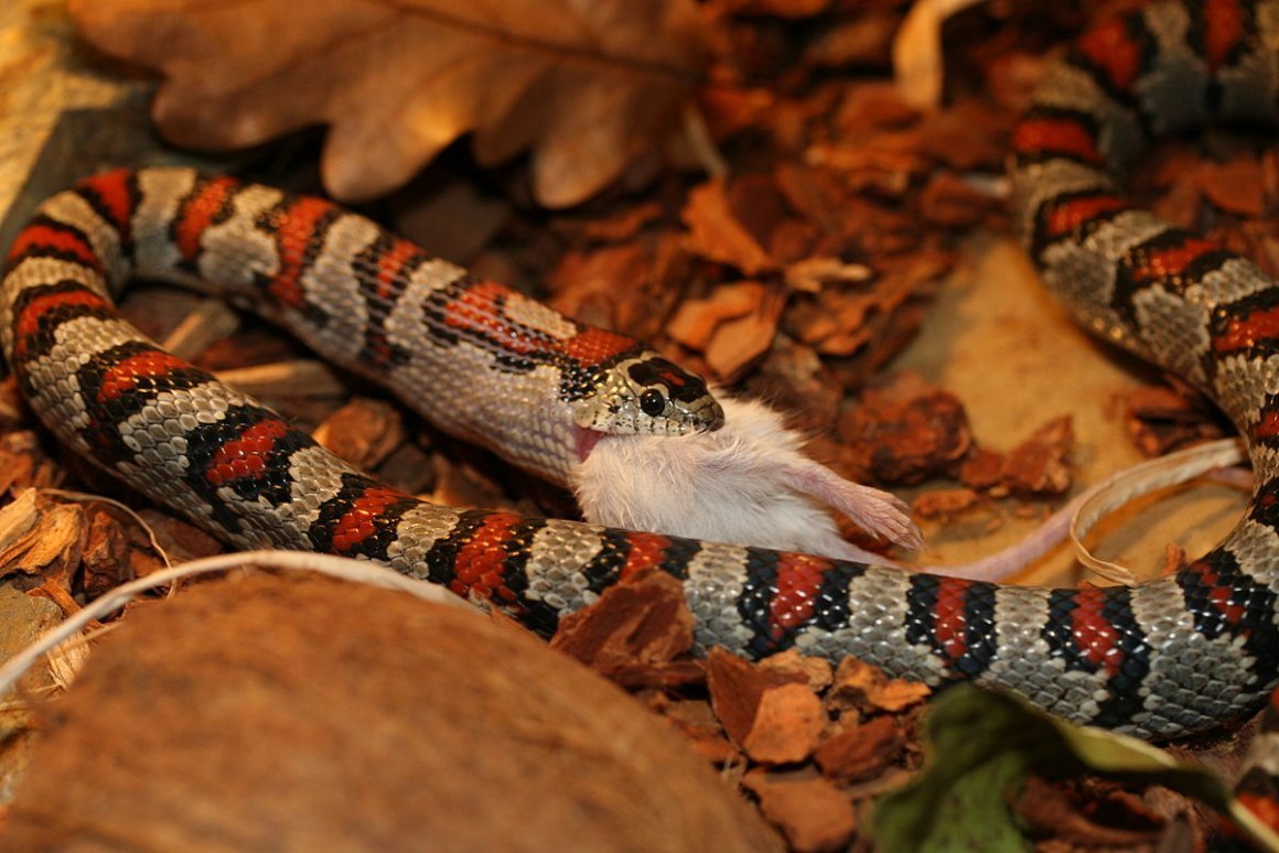Королевская Мексиканская змея Lampropeltis mexicana