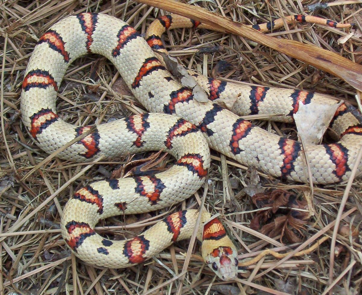 Королевская змея Тэйера