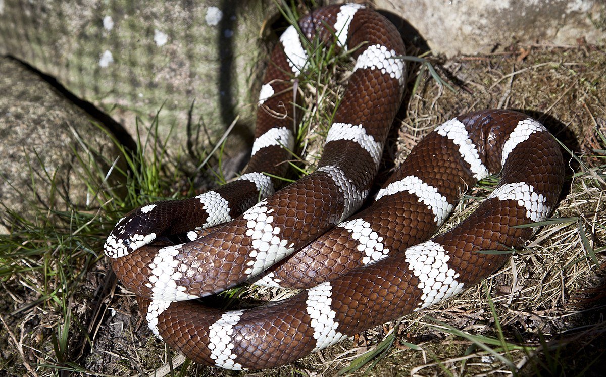 Lampropeltis californiae