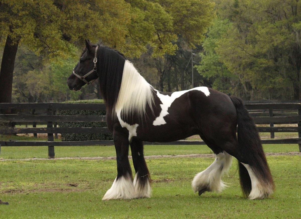 Лошадь породы Gypsy Vanner
