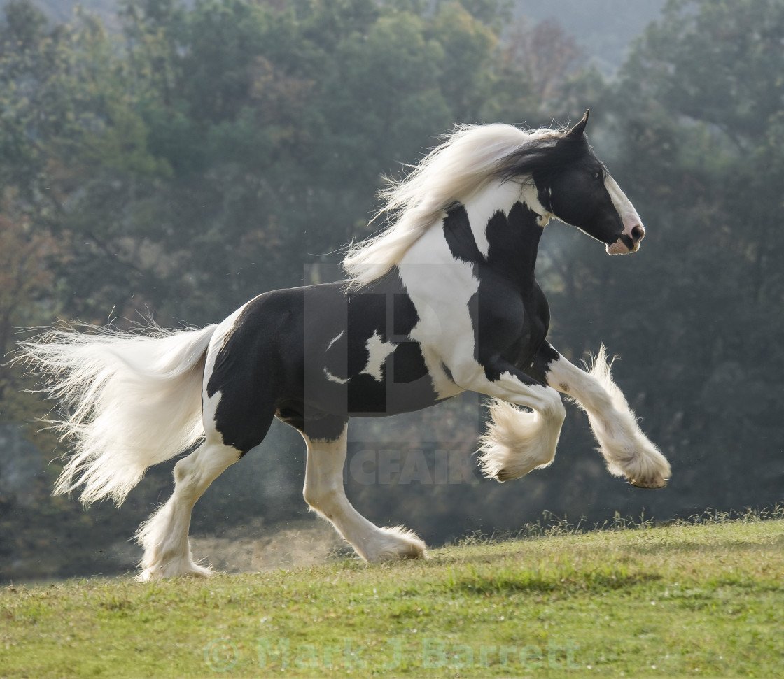 Шайр Паломино